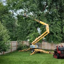 Best Root Management and Removal  in Richmond, CA