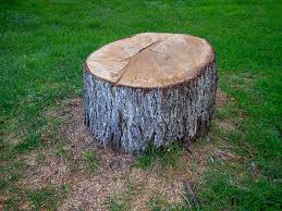 Reliable Richmond, CA Tree Care Solutions