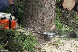 Best Tree Cabling and Bracing  in Richmond, CA