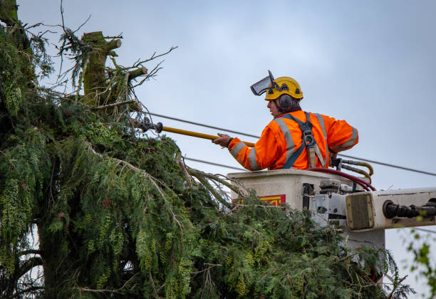 Best Emergency Tree Removal  in Richmond, CA