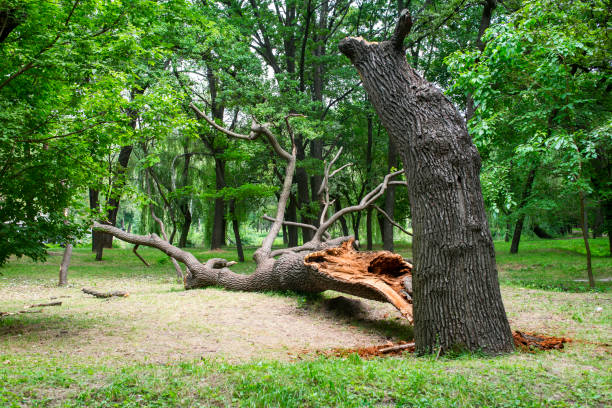 Best Tree Preservation Services  in Richmond, CA
