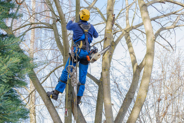 Best Tree Maintenance Programs  in Richmond, CA