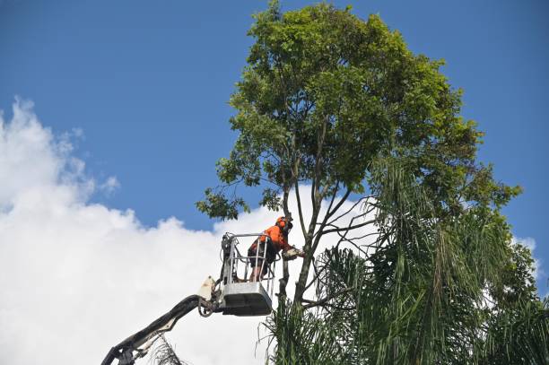 Pest Control for Lawns in Richmond, CA