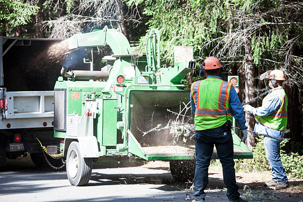 Best Tree Mulching  in Richmond, CA