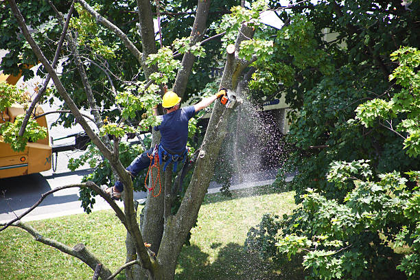 Best Pest Control for Lawns  in Richmond, CA