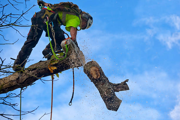 Best Utility Line Clearance  in Richmond, CA
