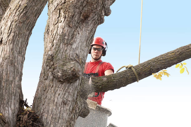 How Our Tree Care Process Works  in  Richmond, CA
