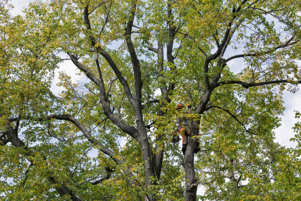 Best Tree Disease Treatment  in Richmond, CA